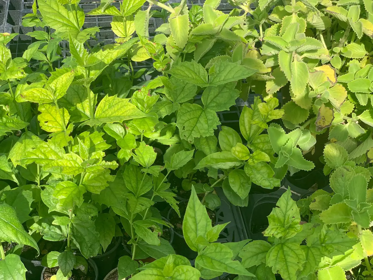 Parijat Live Plant - Night-Flowering Jasmine (Harishringar) - Fragrant Shrub - Image 7