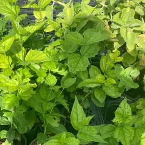 Parijat Live Plant – Night-Flowering Jasmine (Harishringar) – Fragrant Shrub - Image 7