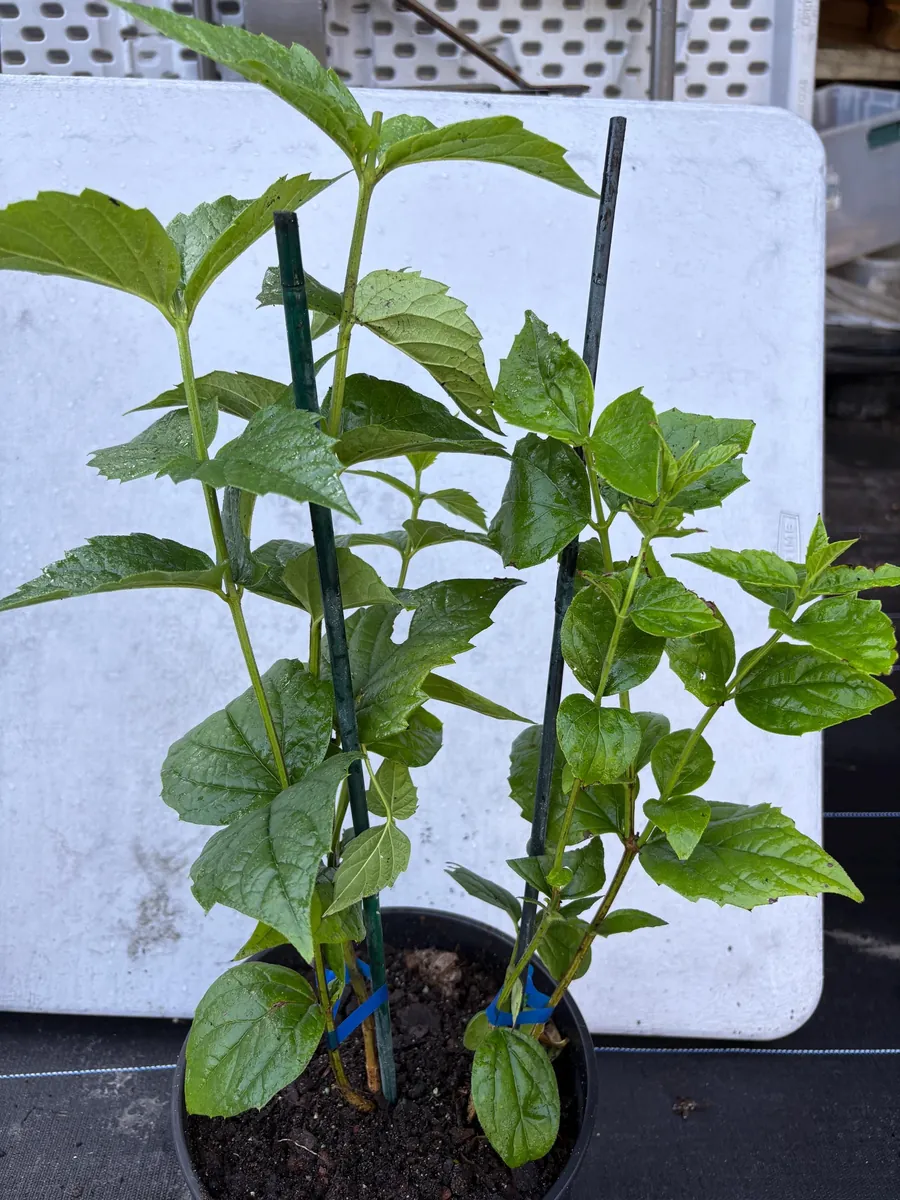 Parijat Live Plant - Night-Flowering Jasmine (Harishringar) - Fragrant Shrub - Image 8