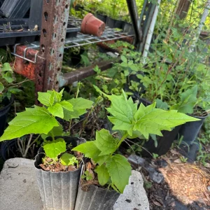 Parijat Live Plant - Night-Flowering Jasmine (Harishringar) - Fragrant Shrub - Image 9