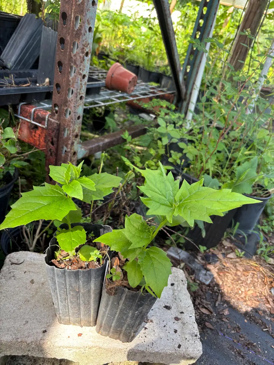 Parijat Live Plant - Night-Flowering Jasmine (Harishringar) - Fragrant Shrub - Image 9