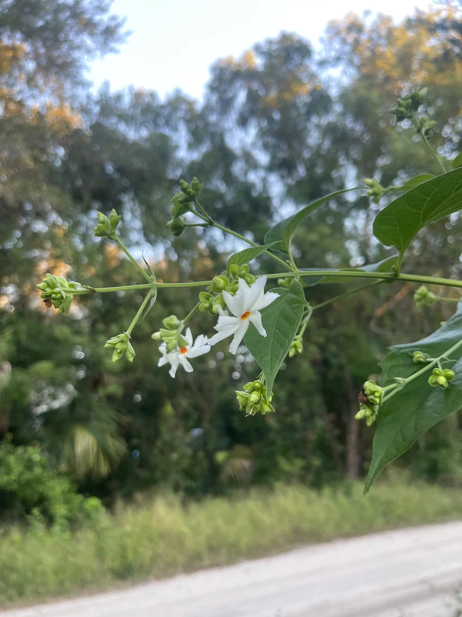 Parijat Live Plant – Night Flowering Jasmine Tree – Nyctanthes arbor-tristis – 4 inch Pot - Image 10