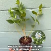 Parijat Live Plant – Night Flowering Jasmine Tree – Nyctanthes arbor-tristis – 4 inch Pot - Image 1