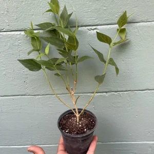 Parijat Live Plant – Night Flowering Jasmine Tree – Nyctanthes arbor-tristis – 4 inch Pot - Image 3