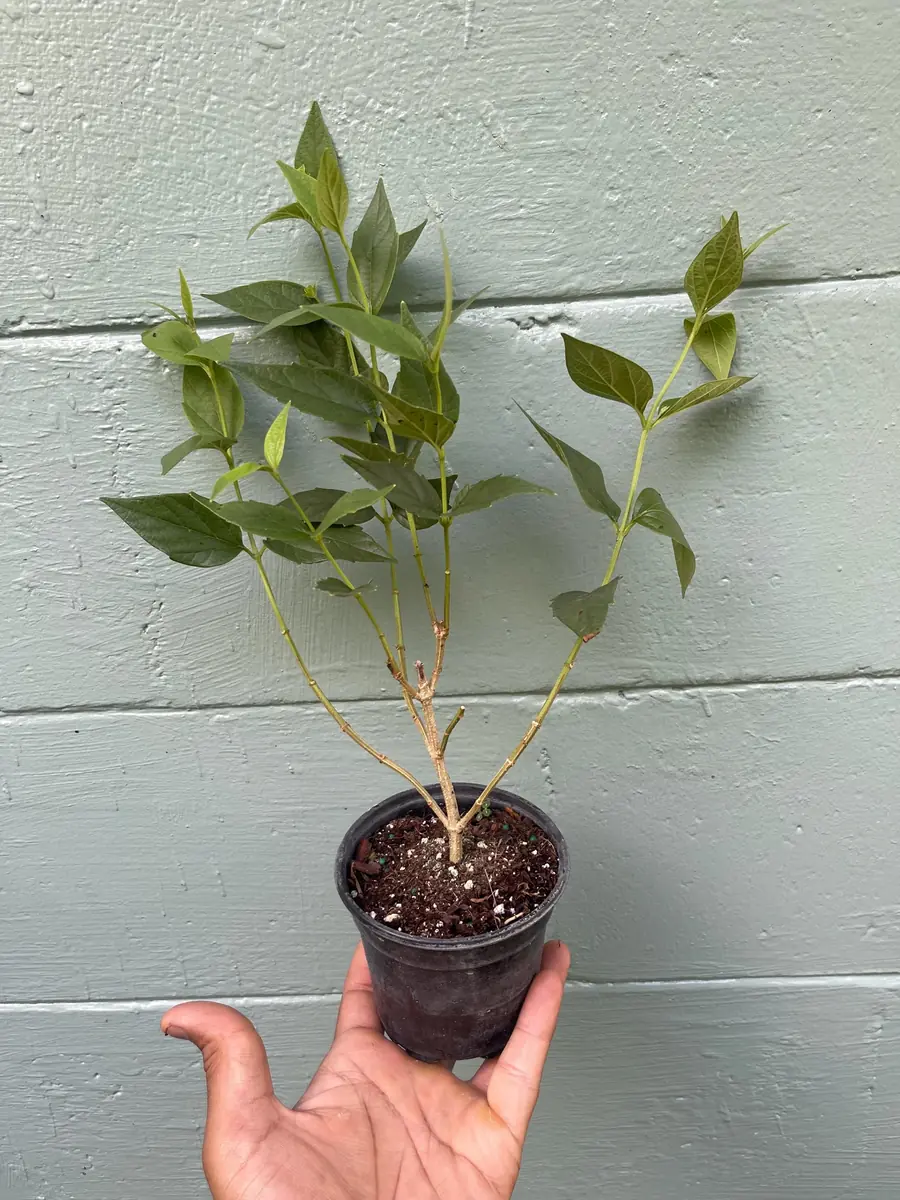 Parijat Live Plant – Night Flowering Jasmine Tree – Nyctanthes arbor-tristis – 4 inch Pot - Image 3