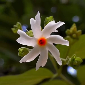 Parijat Live Plant – Night Flowering Jasmine Tree – Nyctanthes arbor-tristis – 4 inch Pot - Image 4