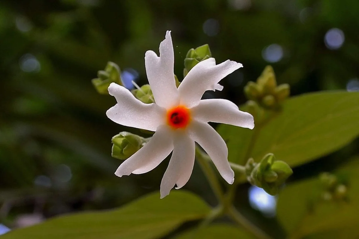 Parijat Live Plant – Night Flowering Jasmine Tree – Nyctanthes arbor-tristis – 4 inch Pot - Image 4
