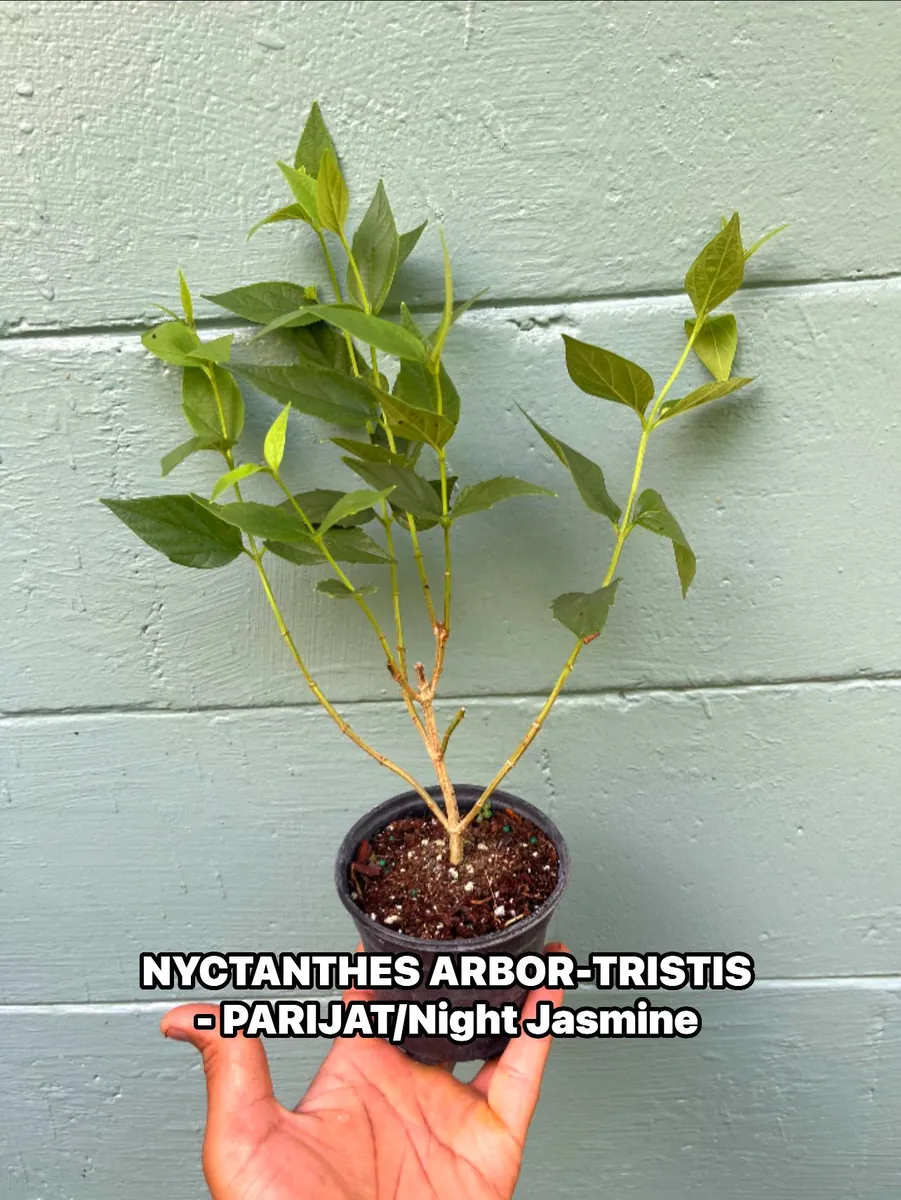 Parijat Live Plant – Night Flowering Jasmine Tree – Nyctanthes arbor-tristis – 4 inch Pot - Image 5
