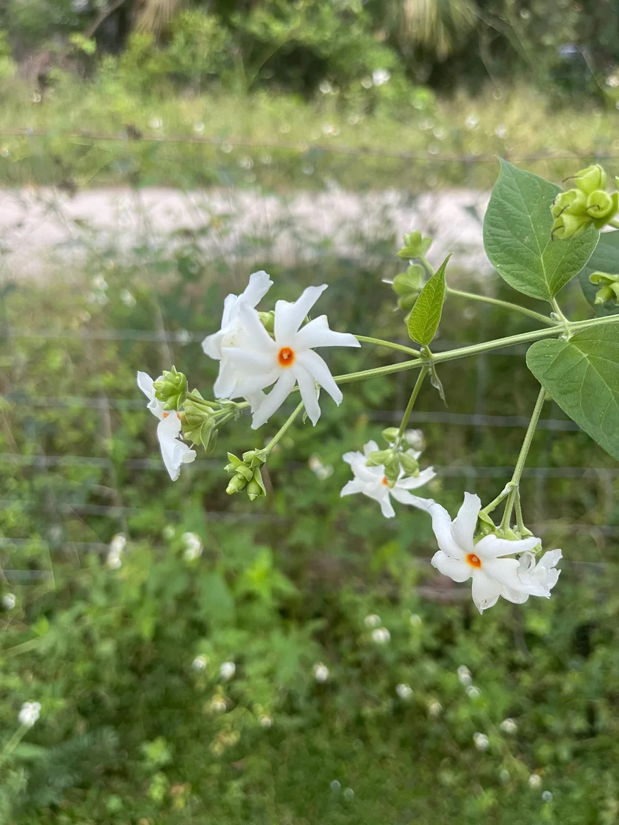 Parijat Live Plant – Night Flowering Jasmine Tree – Nyctanthes arbor-tristis – 4 inch Pot - Image 7