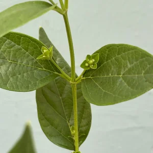 Parijat Live Plant – Night Flowering Jasmine Tree – Nyctanthes arbor-tristis – 4 inch Pot - Image 8