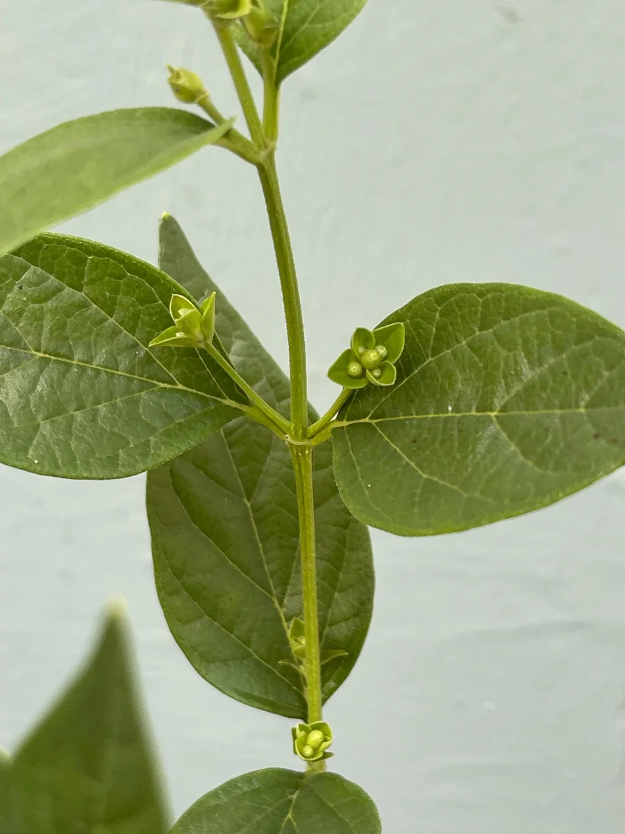 Parijat Live Plant – Night Flowering Jasmine Tree – Nyctanthes arbor-tristis – 4 inch Pot - Image 8