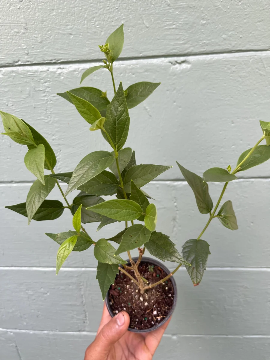 Parijat Live Plant – Night Flowering Jasmine Tree – Nyctanthes arbor-tristis – 4 inch Pot - Image 9