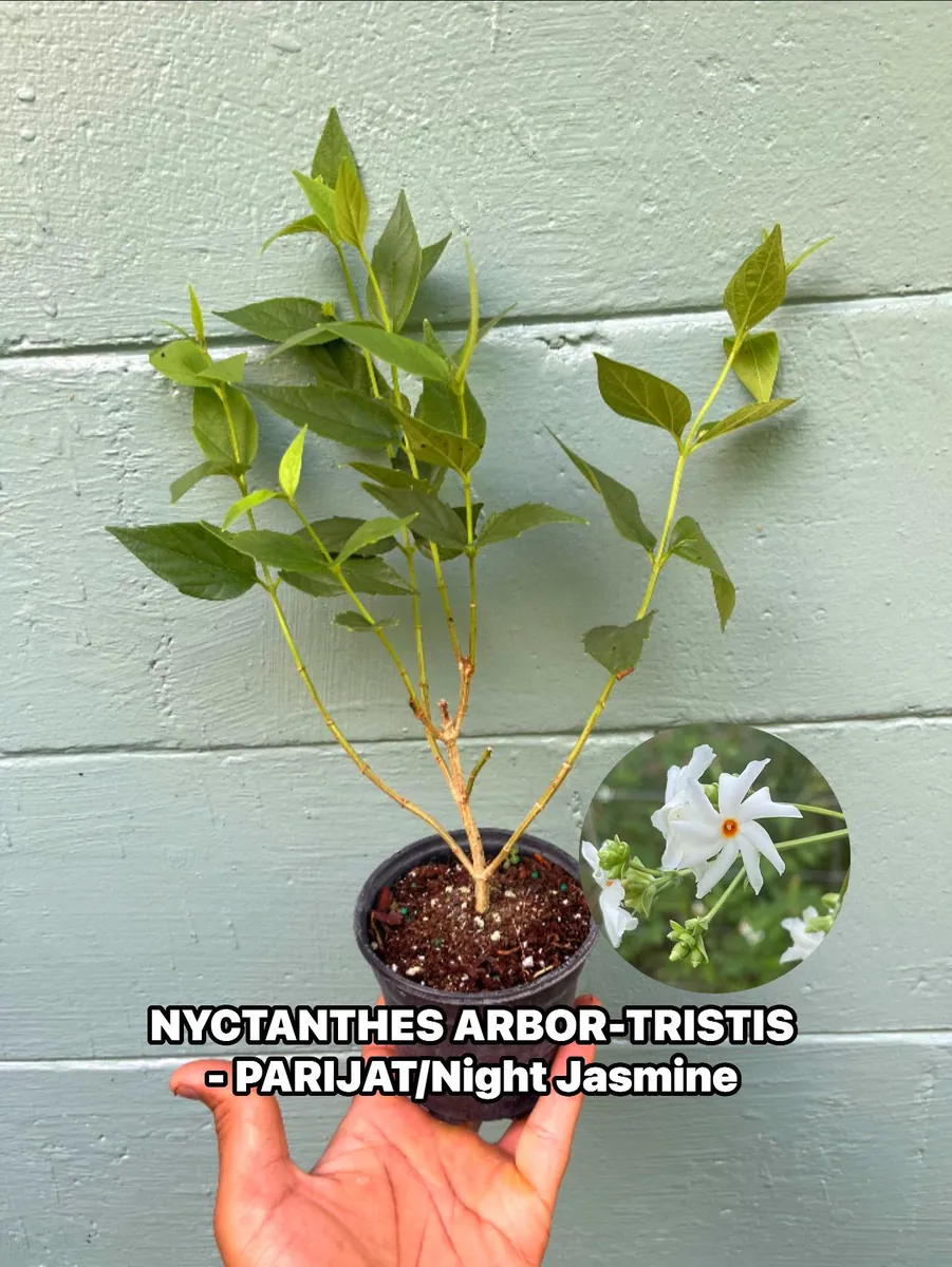 Parijat Live Plant – Night Flowering Jasmine Tree – Nyctanthes arbor-tristis – 4 inch Pot - Image 1