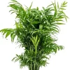 Parlor Palm Live Plant 3 inch Pot - Chamaedorea elegans - Indoor Houseplant - Image 1