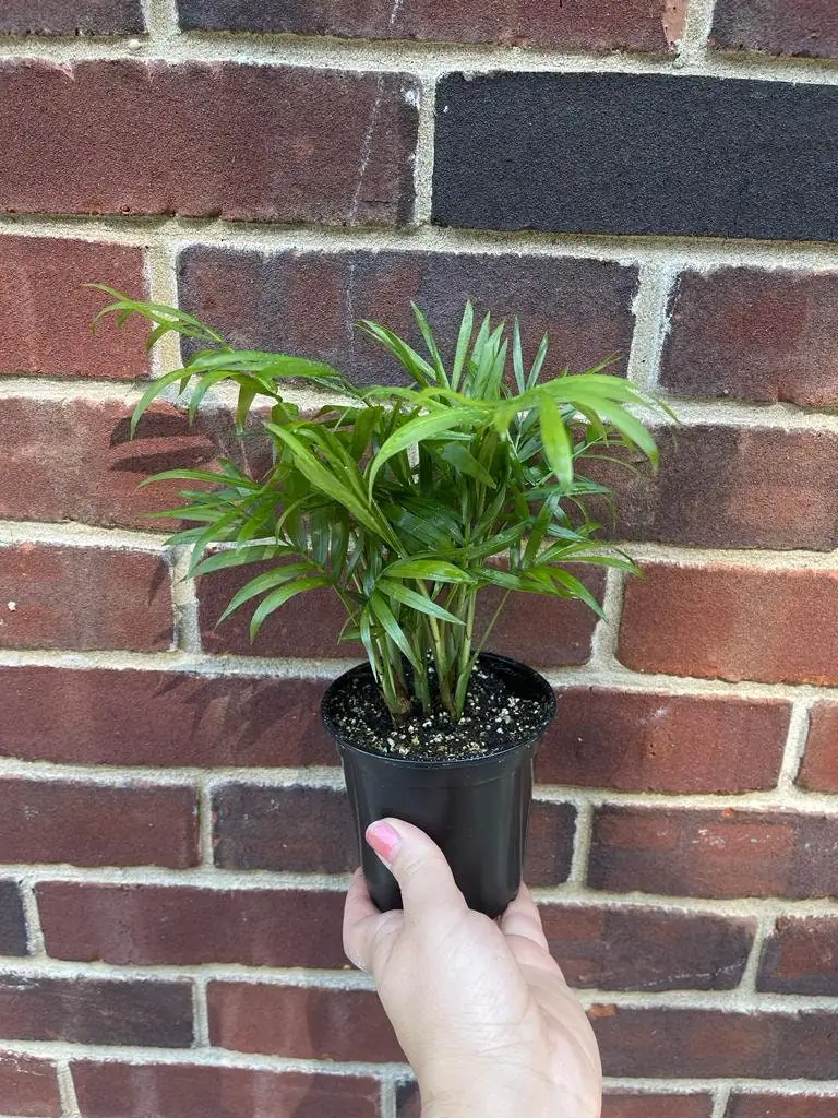 Parlor Palm Live Plant 3 inch Pot - Chamaedorea elegans - Indoor Houseplant - Image 2