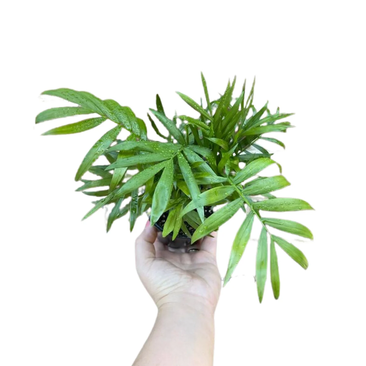 Parlor Palm Live Plant 3 inch Pot - Chamaedorea elegans - Indoor Houseplant - Image 3