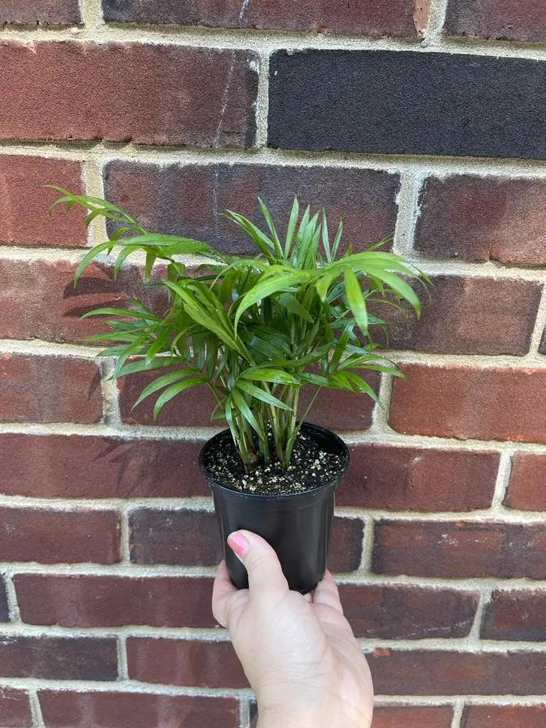 Parlor Palm Live Plant 3 inch Pot - Chamaedorea elegans - Indoor Houseplant - Image 4