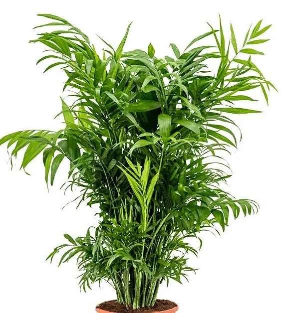 Parlor Palm Live Plant 3 inch Pot - Chamaedorea elegans - Indoor Houseplant - Image 1