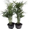Parlor Palm Live Plant - Chamaedorea elegans - 2 Pack 2.5" Pot - Indoor - Image 1