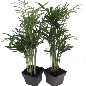 Parlor Palm Live Plant - Chamaedorea elegans - 2 Pack 2.5" Pot - Indoor - Image 1