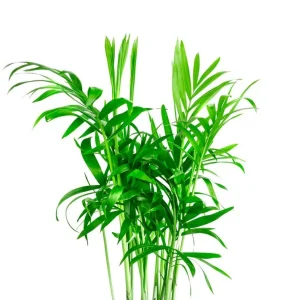 Parlor Palm Live Plant - Chamaedorea elegans 'Bella' - 4