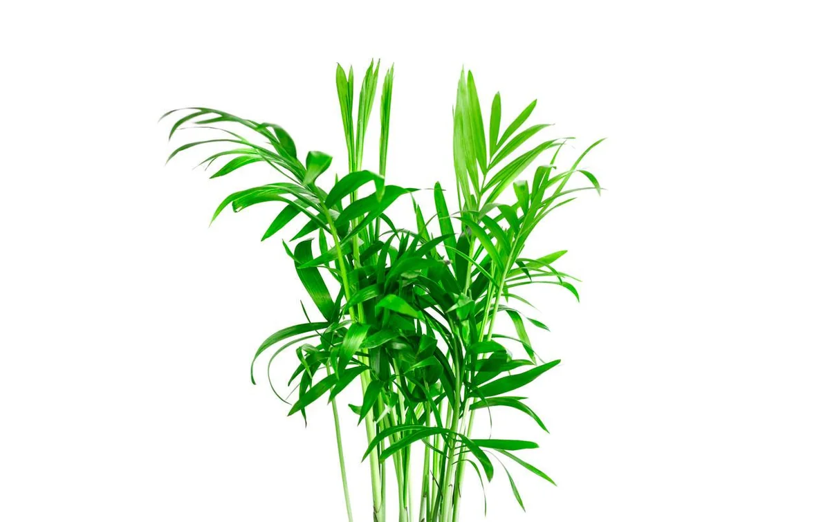 Parlor Palm Live Plant - Chamaedorea elegans 'Bella' - 4" Pot - Indoor & Easy Care - Image 2