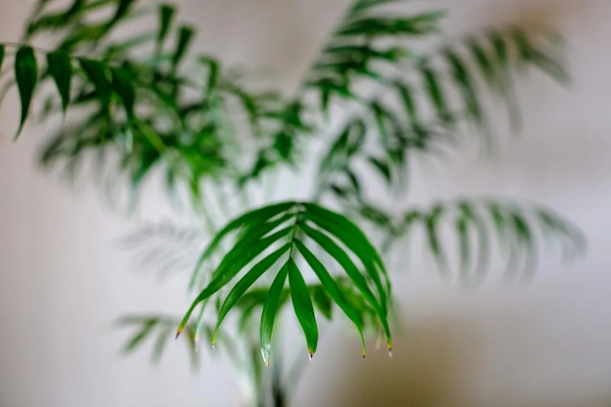 Parlor Palm Live Plant - Chamaedorea elegans 'Bella' - 4" Pot - Indoor & Easy Care - Image 3