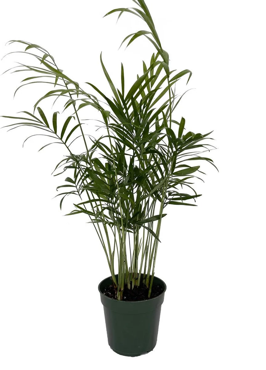 Parlor Palm Live Plant - Chamaedorea elegans 'Bella' - 4" Pot - Indoor & Easy Care - Image 1