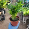Parlor Palm Live Plant – Chamaedorea elegans – Neanthe Bella Palm – 2in & 4in Pots – Indoor - Image 1