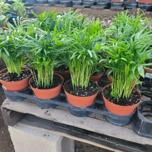 Parlor Palm Live Plant – Chamaedorea elegans – Neanthe Bella Palm – 2in & 4in Pots – Indoor - Image 3