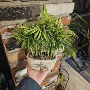 Parlor Palm Live Plant - Indoor Houseplant with Drainage Pot - 4 inch - Image 2