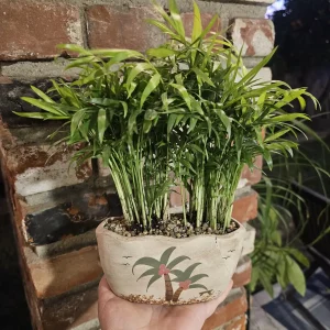 Parlor Palm Live Plant - Indoor Houseplant with Drainage Pot - 4 inch - Image 3