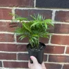 Parlor Palm Live Plant Neanthe Bella 2-3 Inch Pot - Easy Care Low Light Indoor Houseplant - Image 1