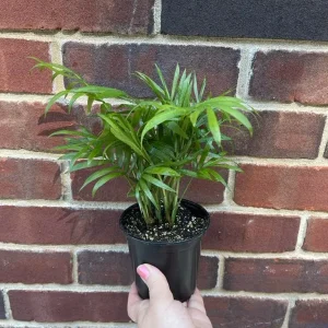 Parlor Palm Live Plant Neanthe Bella 2-3 Inch Pot - Easy Care Low Light Indoor Houseplant - Image 2