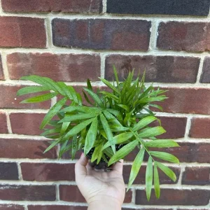 Parlor Palm Live Plant Neanthe Bella 2-3 Inch Pot - Easy Care Low Light Indoor Houseplant - Image 3