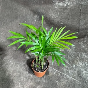 Parlor Palm Live Plant – Neanthe Bella Palm – 2 inch Nursery Pot – Easy Care Indoor Houseplant - Image 3