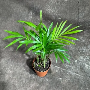 Parlor Palm Live Plant – Neanthe Bella Palm – 2 inch Nursery Pot – Easy Care Indoor Houseplant - Image 5