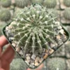 Parodia Buiningii Cactus Live Plant – Rare 4 inch Pot – Indoor - Image 1