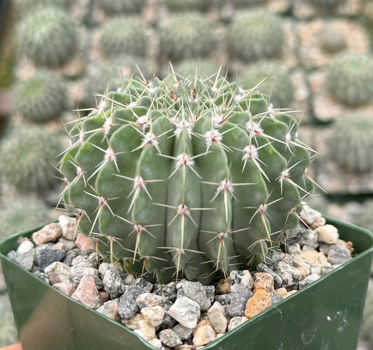 Parodia Buiningii Cactus Live Plant – Rare 4 inch Pot – Indoor - Image 2