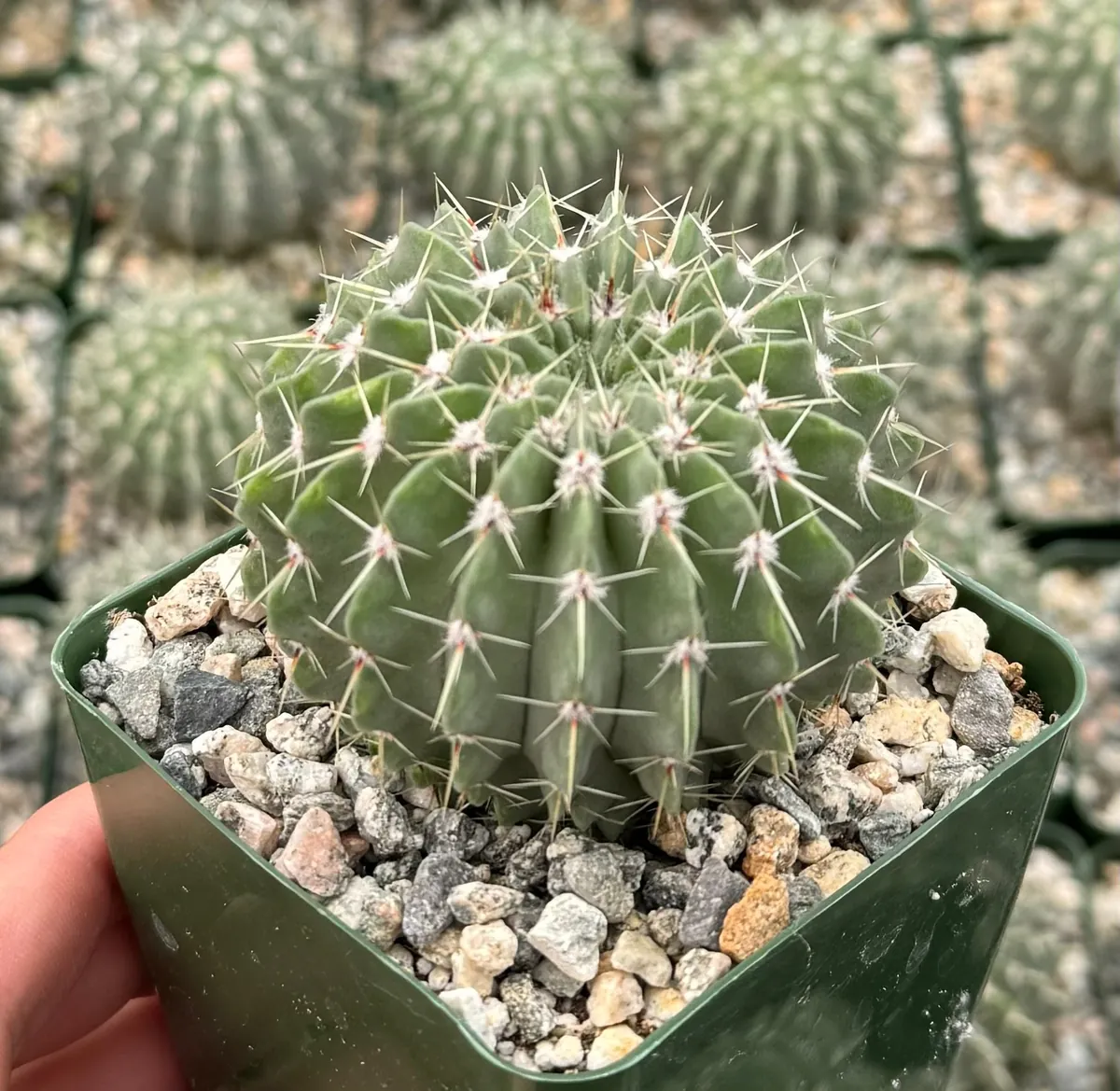 Parodia Buiningii Cactus Live Plant – Rare 4 inch Pot – Indoor - Image 3