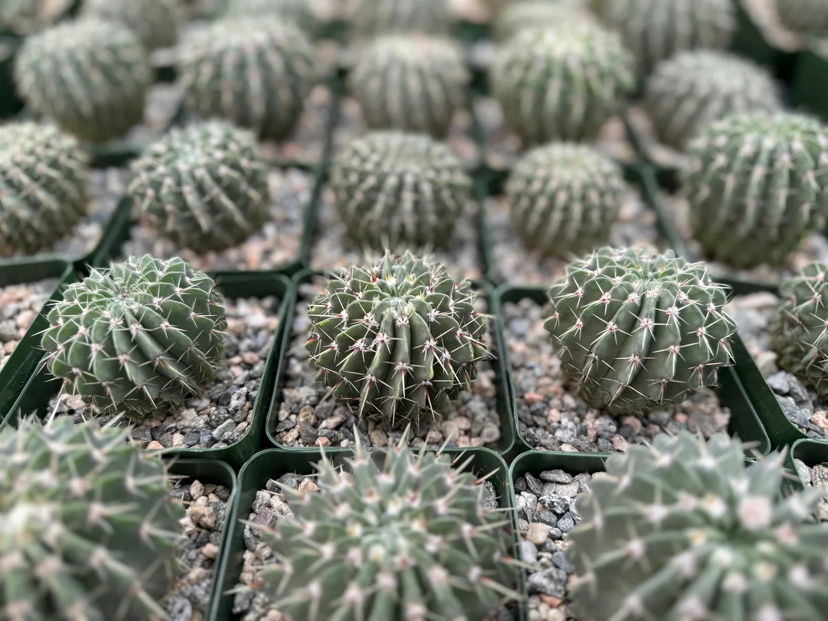 Parodia Buiningii Cactus Live Plant – Rare 4 inch Pot – Indoor - Image 4