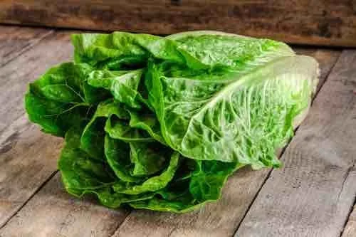 Parris Island Cos Romaine Lettuce Seeds - 1 lb Pack, Approx. 400,000 Seeds - Image 2