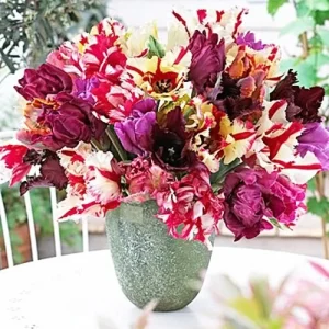 Parrot Mix Tulip Bulbs - Feathered Flowers for Spring Garden - 18-22