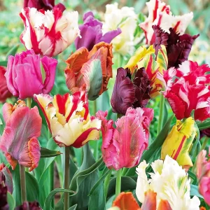 Parrot Mix Tulip Bulbs - Feathered Flowers for Spring Garden - 18-22" Tall - Image 1