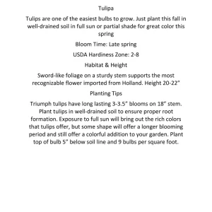 Parrot Mix Tulip Bulbs - Feathered Flowers for Spring Garden - 18-22