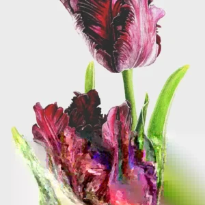 Parrot Tulip Bulbs 12 Pack - Exotic Black Beauty Flowers for Planting - Image 2