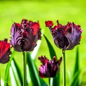 Parrot Tulip Bulbs 12 Pack - Exotic Black Beauty Flowers for Planting - Image 8