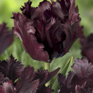 Parrot Tulip Bulbs 12 Pack - Exotic Black Beauty Flowers for Planting - Image 9