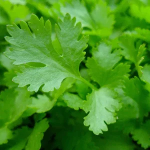 Parsley Live Herb Plant - 7