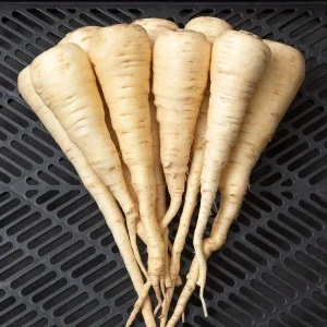 Parsnip Seeds Harris Early Model - 200+ Vegetable Garden Seeds for Culinary Use, Outdoor - Image 1